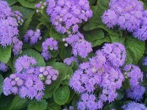 ageratum